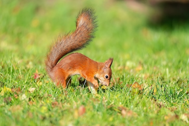 Uno scoiattolo selvatico che mangia nel parco dell'erba verde