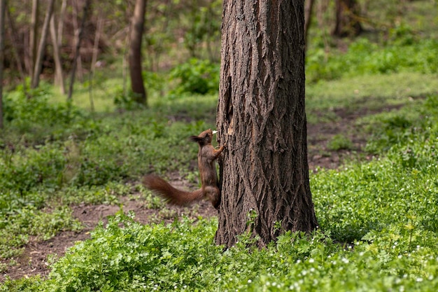 uno scoiattolo si arrampica su un albero in estate uno scoiattolo rosso cerca cibo su un albero