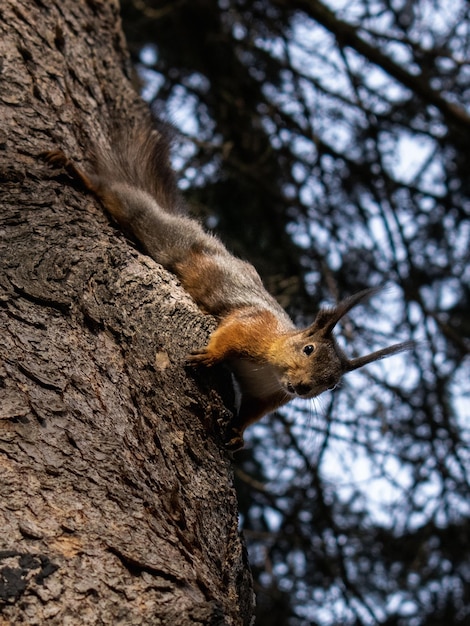 Uno scoiattolo si arrampica su un tronco d'albero