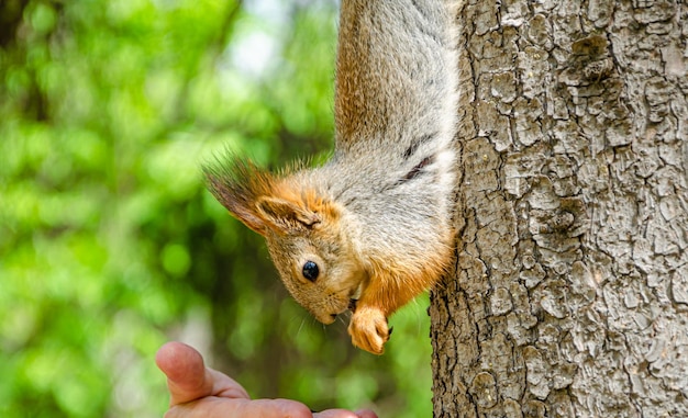 Uno scoiattolo si siede su un albero e mangia noci dalle mani umane.