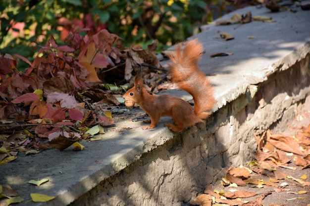 Uno scoiattolo si siede su un marciapiede in un parco cittadino con una noce tra i denti. Vicino a lei ci sono i rami di un albero
