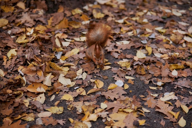 Uno scoiattolo siede in un parco autunnale e mangia una noce. Roditore. Bellissimo scoiattolo rosso nel parco