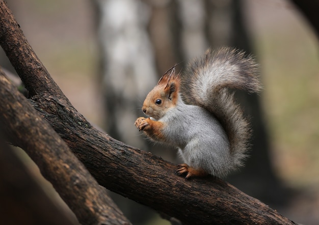 uno scoiattolo su un albero mangia una noce