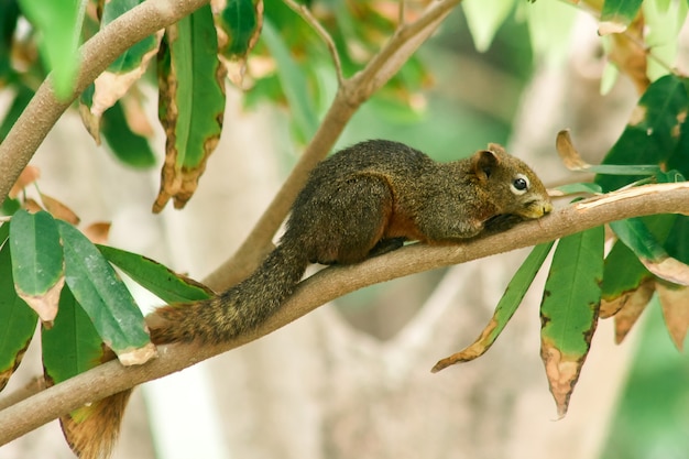 Uno scoiattolo su un ramo