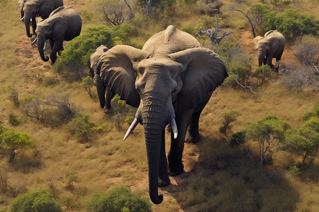 Uno scorcio aereo del potente elefante africano, simbolo della natura selvaggia