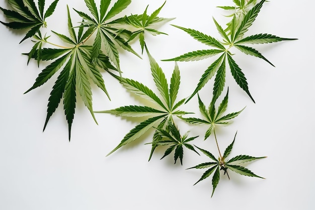 Uno sfondo bianco con foglie di cannabis verde su di esso