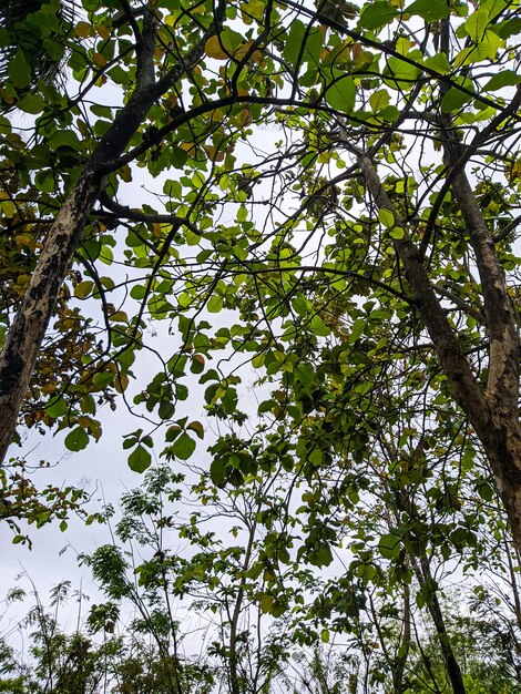 Uno sfondo la stagione delle piogge con un albero lascia in una foresta con un cielo nuvoloso al mattino