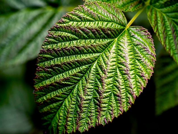 Uno sfondo naturale astratto di foglie