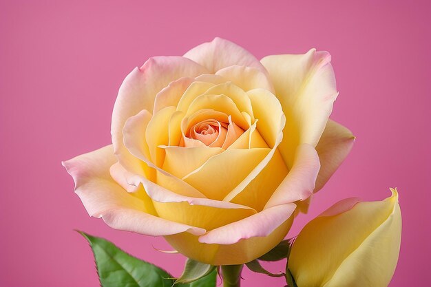 Uno sfondo rosa con petali gialli e un bocciolo di rosa rosa