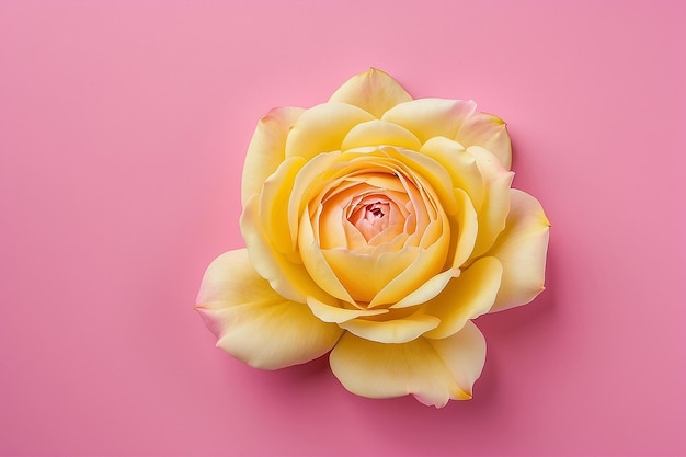 Uno sfondo rosa con petali gialli e un bocciolo di rosa rosa