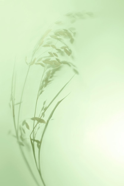 Uno sfondo verde con una pianta e la parola "avena".