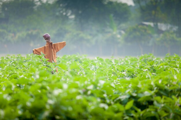 Uno spaventapasseri noto come quotKaktaruaquot in Bangladesh in un campo di melanzane in Thakurgaon Rajshahi Bangladesh