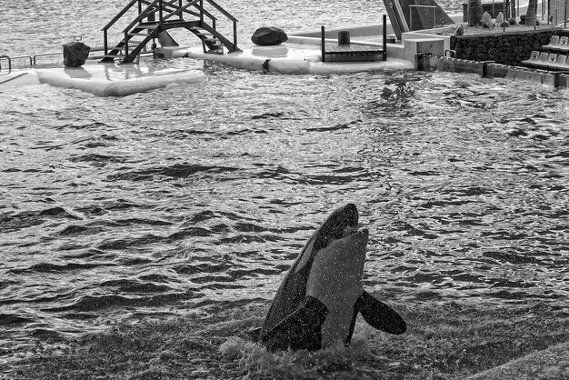 uno spettacolo di mammiferi bianchi e neri nello zoo