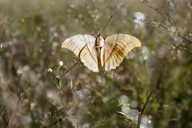 Uno splendido primo piano di una farfalla vibrante