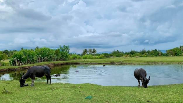 Uno stagno con un bufalo d'acqua in primo piano