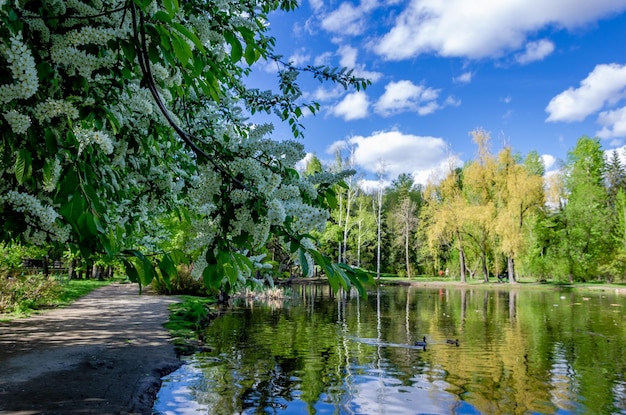 Uno stagno nel parco con un albero in primo piano e un cielo azzurro con nuvole.