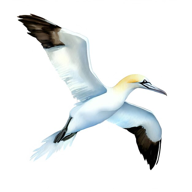 Uno stile acquerello Norhern gannet isolato su uno sfondo bianco