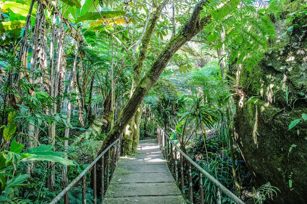 Uno stile di foresta giardino paesaggistico