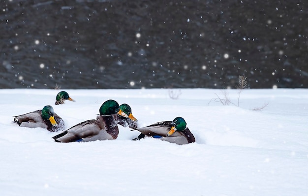 uno stormo di anatre siede sulla neve sulla riva del fiume in inverno