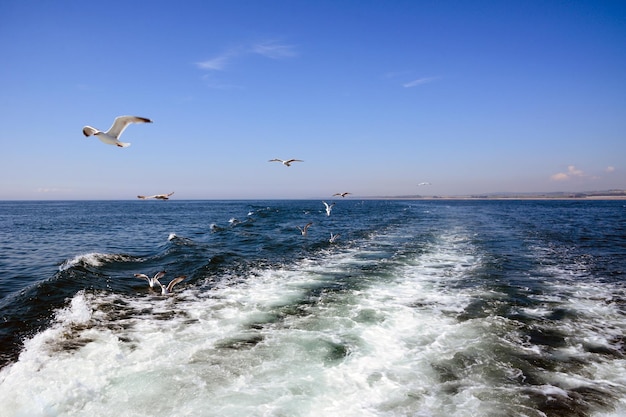 Uno stormo di gabbiani sorvola le onde del mare e segue la nave non visibile nell'inquadratura