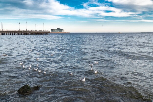 Uno stormo di gabbiani sul lungomare