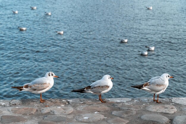 Uno stormo di gabbiani sul mare