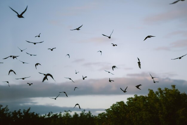 Uno stormo di gabbiani vola contro il cielo blu Silhouette di uccelli neri