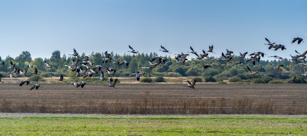 Uno stormo di gru sorvola il campo in cerca di cibo negli ultimi giorni prima di partire per climi più caldi