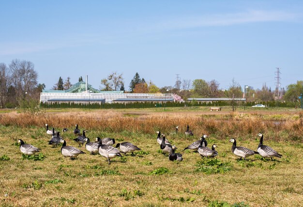 Uno stormo di oche del Canada si trova in un campo di fronte a una fattoria.