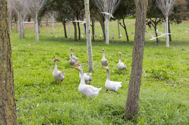 Uno stormo di oche grigie cammina attraverso il verde parco autunnale