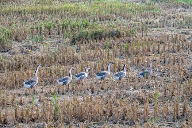 Uno stormo di oche nel campo