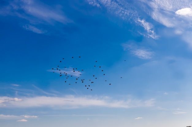 Uno stormo di piccioni che volano nel cielo azzurro