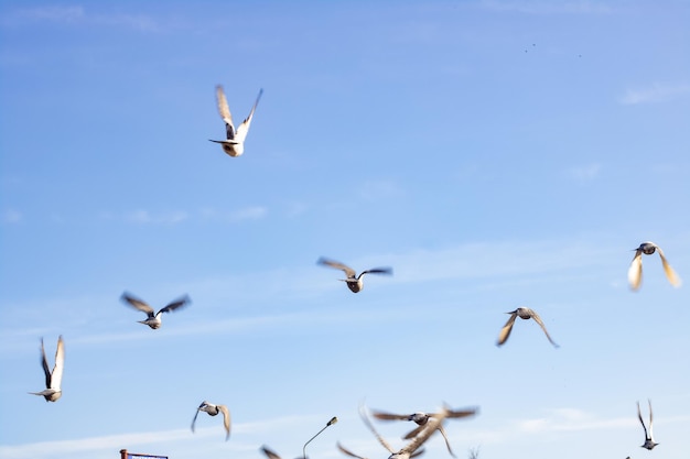 Uno stormo di piccioni decolla nel cielo blu