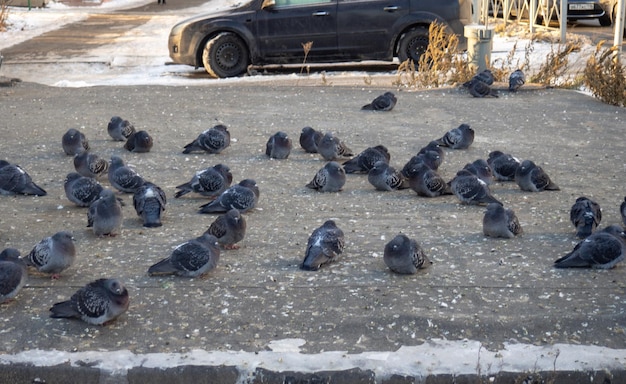 Uno stormo di piccioni è seduto sull'asfalto Uccelli in città