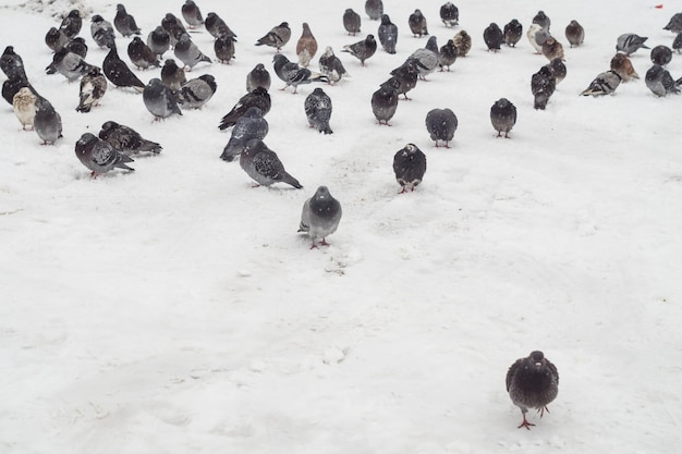 Uno stormo di piccioni nella neve in inverno