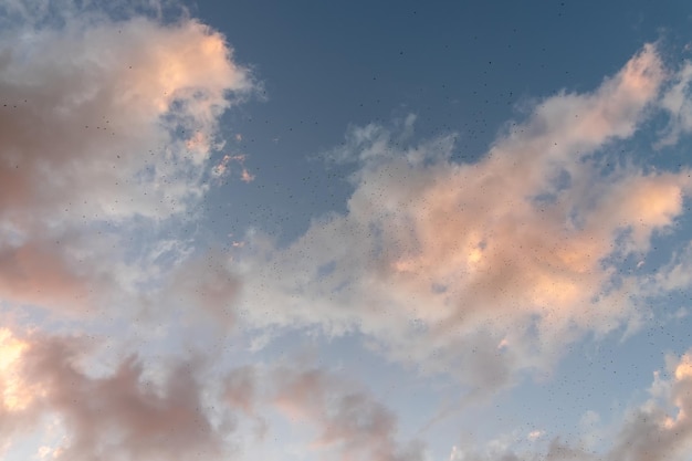 Uno stormo di uccelli storni che volano nel cielo