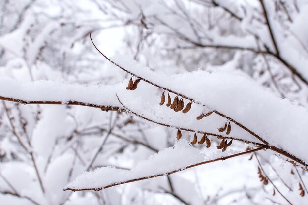 Uno strato di neve su un ramo in inverno nella foresta