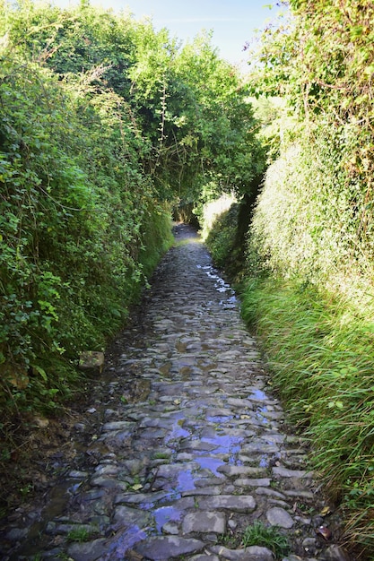 Uno stretto sentiero lastricato recintato con cespugli Il Cammino del Nord di San Giacomo in Spagna