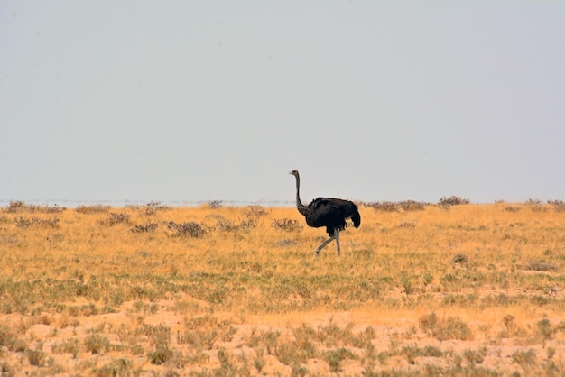 Uno struzzo cammina nella savana sullo sfondo del cielo e dell'erba