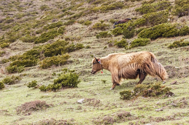 Uno yak addomesticato corre giù da una montagna nelle montagne dell'Himalaya