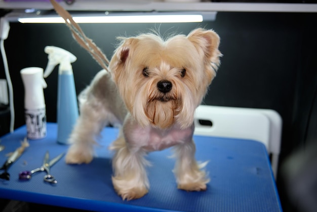 Uno Yorkshire terrier che richiede un taglio di capelli sulla testa si trova su un tavolo da toelettatura