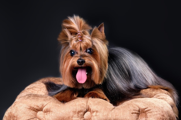 Uno Yorkshire terrier con la lingua fuori si trova su una superficie morbida su uno sfondo nero Studio fotografico