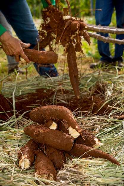 Uomini che raccolgono la manioca rimuovendo la radice dal sistema agroforestale in crescita del terreno