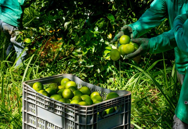 Uomini del sistema agroforestale che raccolgono lime in una piantagione mettendo in scatole