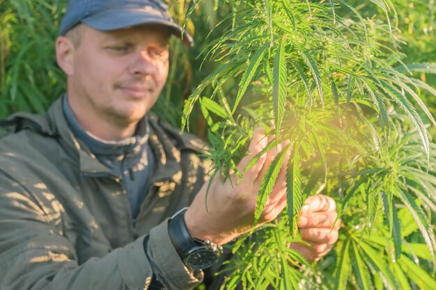 Uomo adulto con un berretto tocca una foglia di cannabis in una piantagione di cannabis