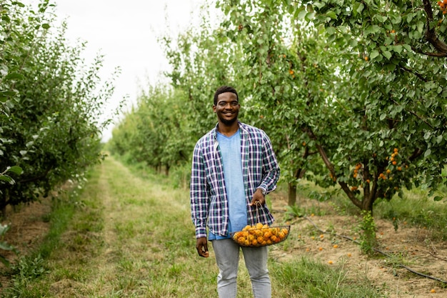 Uomo africano in piedi nel giardino di frutta con cesto di albicocche mature