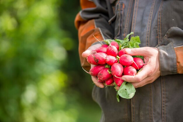 Uomo agricoltore che tiene un ravanello. Agricoltura locale, concetto di raccolta. Giardinaggio.