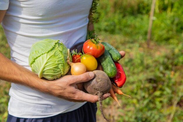 Uomo agricoltore con verdure fatte in casa nelle sue mani. Messa a fuoco selettiva.