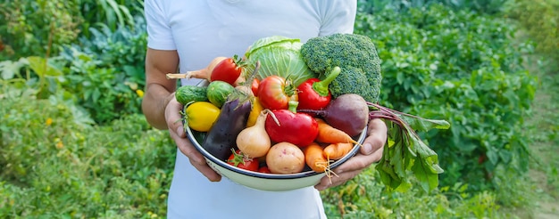 Uomo agricoltore con verdure fatte in casa nelle sue mani. Messa a fuoco selettiva.