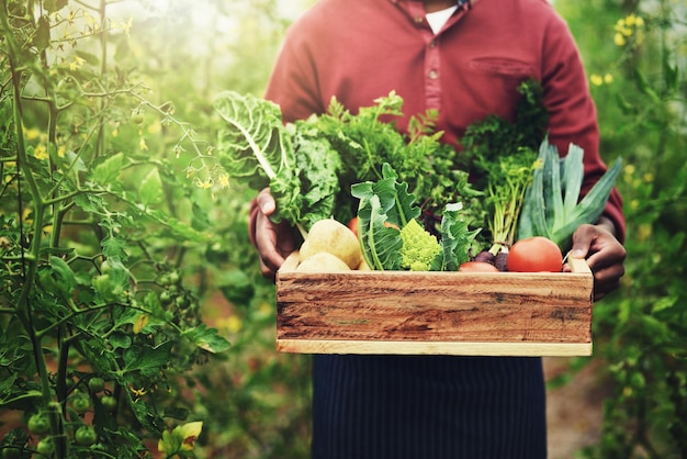 Uomo agricoltore o mani con verdure per la raccolta di prodotti freschi o colture in serra Closeup persona maschile o cassa con risorse naturali e organiche per l'agricoltura o la conservazione delle attività agricole